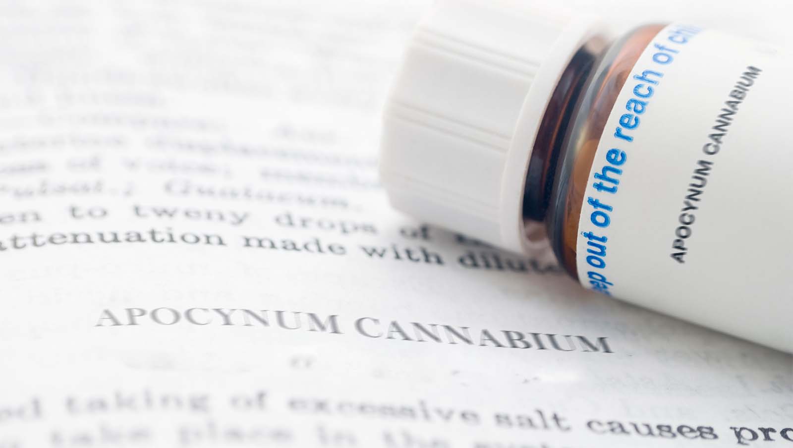 Apocynum Cannabium